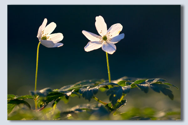 Wood Anemone